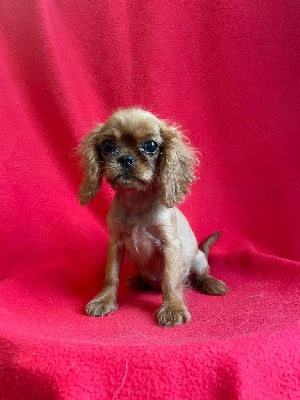 Les chiots de Cavalier King Charles Spaniel