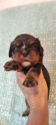 Les chiots de Cavalier King Charles Spaniel