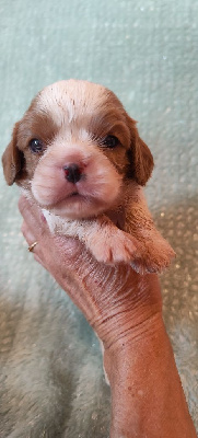 Les chiots de Cavalier King Charles Spaniel