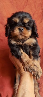 Les chiots de Cavalier King Charles Spaniel