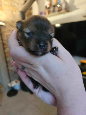 Les chiots de Spitz allemand