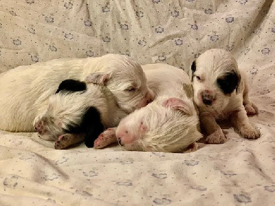 Les chiots de Setter Anglais