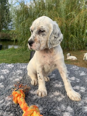 Les chiots de Setter Anglais