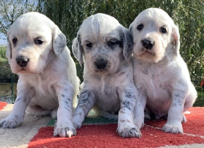 Les chiots de Setter Anglais