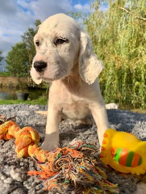 Les chiots de Setter Anglais