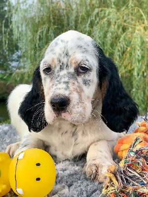 Les chiots de Setter Anglais