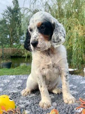 Les chiots de Setter Anglais