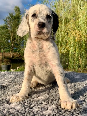 Les chiots de Setter Anglais