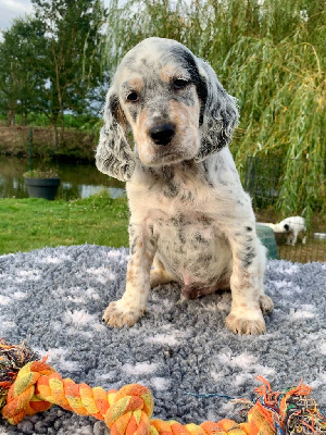 Les chiots de Setter Anglais