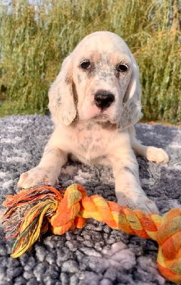 Les chiots de Setter Anglais