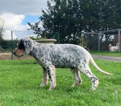 Les chiots de Setter Anglais