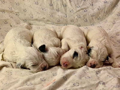 Les chiots de Setter Anglais