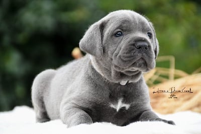 Les chiots de Cane Corso