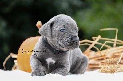 Les chiots de Cane Corso