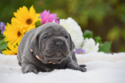 Les chiots de Cane Corso