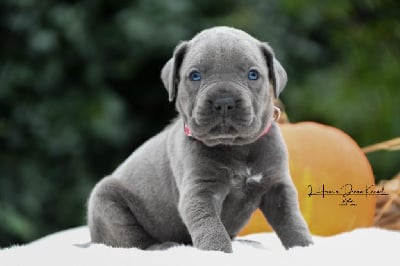 Les chiots de Cane Corso