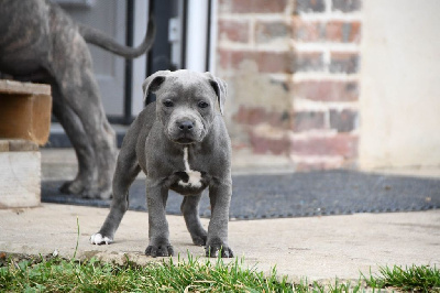 Les chiots de Staffordshire Bull Terrier