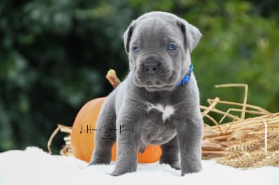 Les chiots de Cane Corso