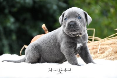 Les chiots de Cane Corso