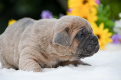 Sans collier - Cane Corso