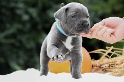 Les chiots de Cane Corso