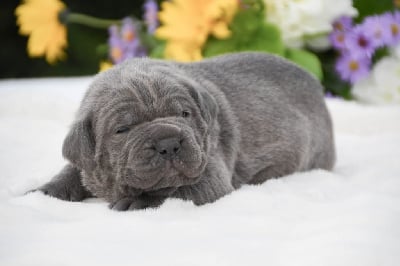 Collier violet - Cane Corso