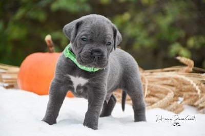 Les chiots de Cane Corso