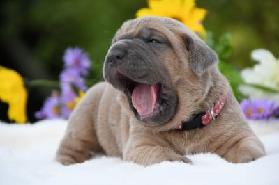 Les chiots de Cane Corso