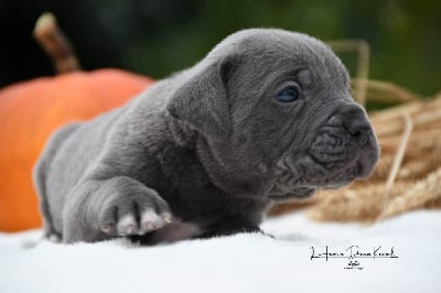 Les chiots de Cane Corso