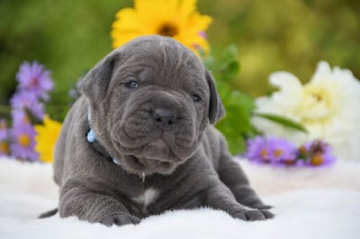 Les chiots de Cane Corso