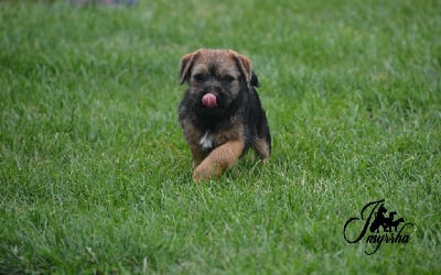 Les chiots de Border Terrier