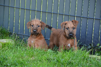 Les chiots de Irish Terrier