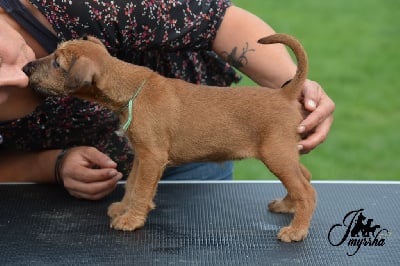 Les chiots de Irish Terrier