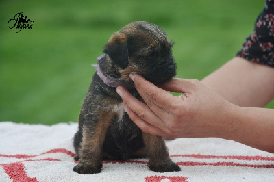 Les chiots de Border Terrier