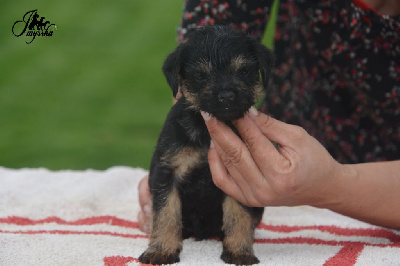 Les chiots de Border Terrier