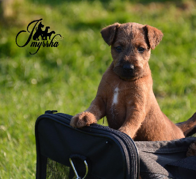 Les chiots de Irish Terrier