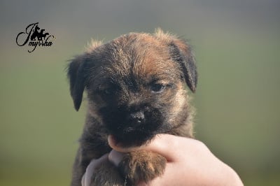 Les chiots de Border Terrier