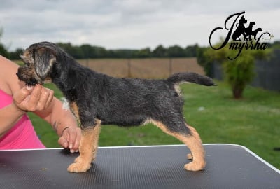 Les chiots de Border Terrier