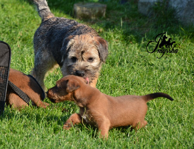 Les chiots de Border Terrier