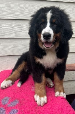 Les chiots de Bouvier Bernois