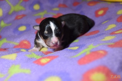 Les chiots de Shetland Sheepdog