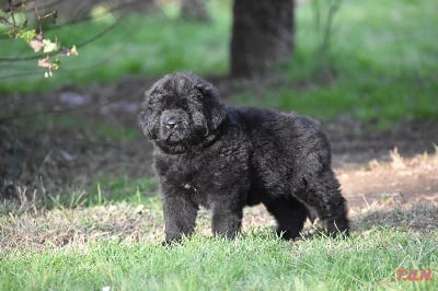 Les chiots de Terre-neuve