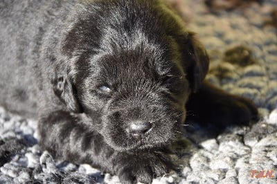 CHIOT 5, collier orange à dessin - Terre-neuve