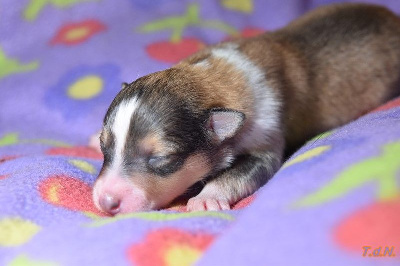 Les chiots de Shetland Sheepdog