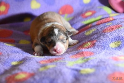 Les chiots de Shetland Sheepdog