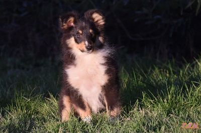 Les chiots de Shetland Sheepdog