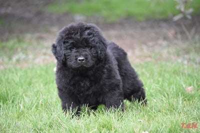 Les chiots de Terre-neuve