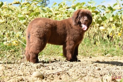 Les chiots de Terre-neuve