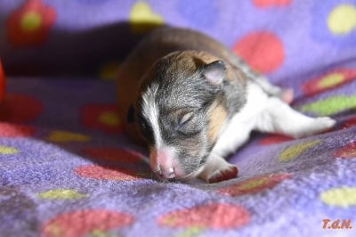 Les chiots de Shetland Sheepdog