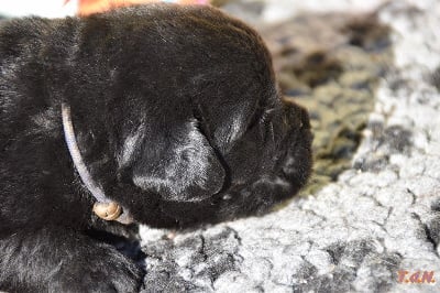 Les chiots de Terre-neuve